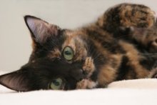 picture of Tabitha, a Domestic Short Hair tortoise-shell
