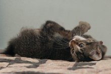 another picture of Tommy, a Domestic Short Hair black/brown tabby