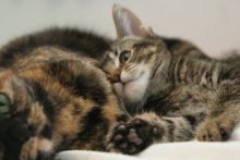 picture of Tommy, a Domestic Short Hair black/brown tabby
