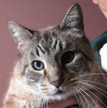 another picture of Big Fella, a Siamese/Domestic Short Hair-x lynxpoint