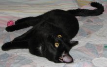 another picture of Bombay, a Domestic Short Hair black