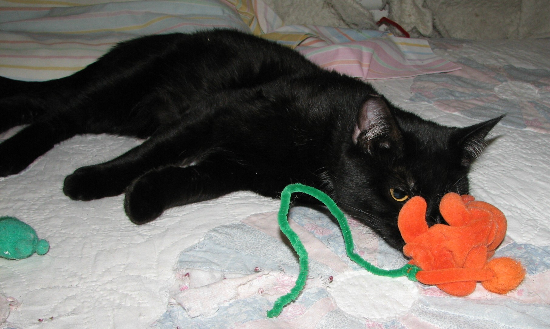 picture of Bombay, a Domestic Short Hair black