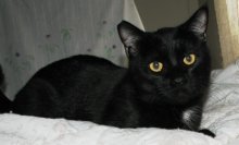picture of Bombay, a Domestic Short Hair black