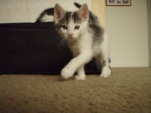 another picture of Allen, a Domestic Medium Hair gray/white