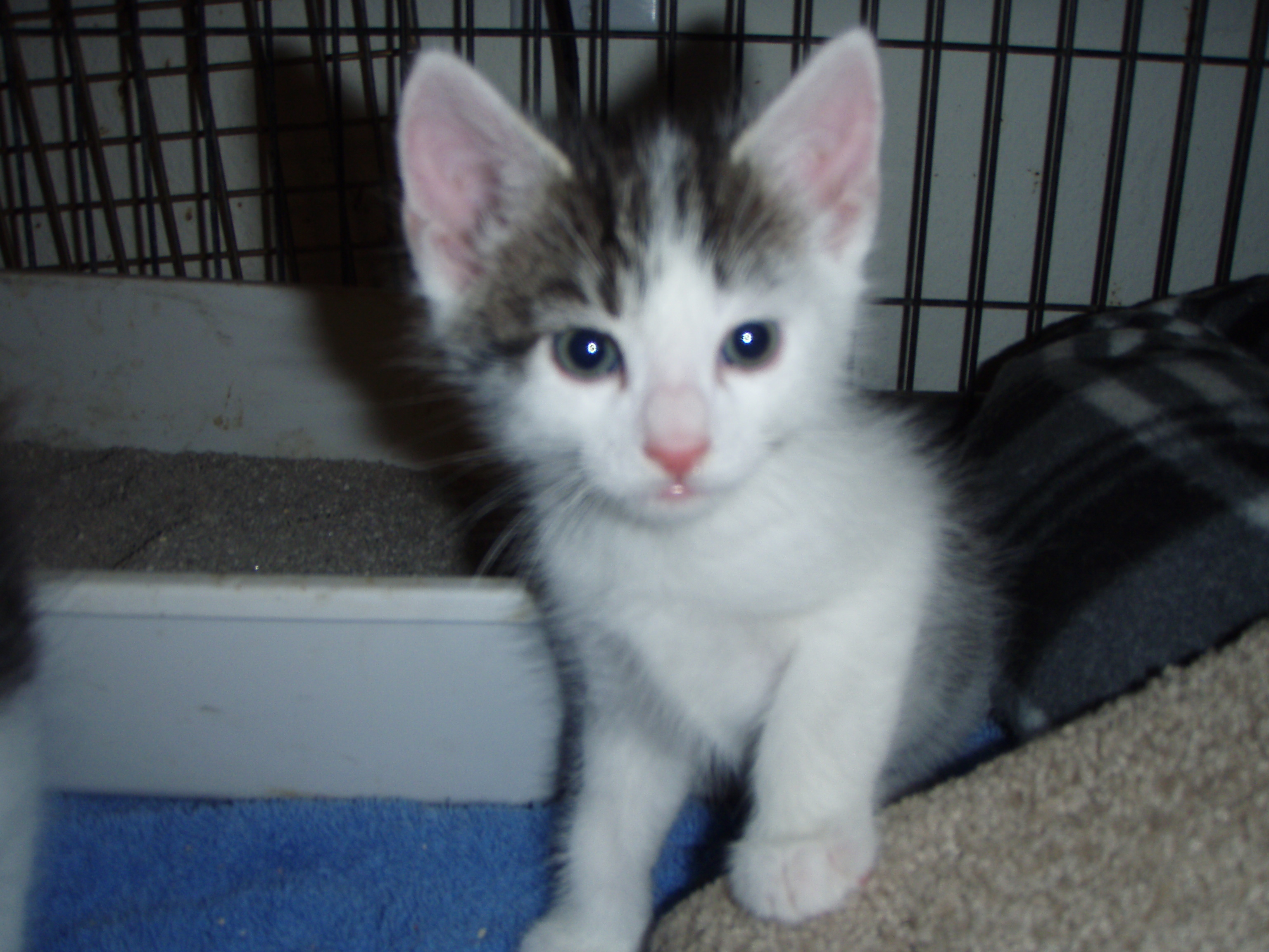 picture of Allen, a Domestic Medium Hair gray/white