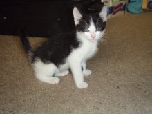 another picture of Andy, a Domestic Medium Hair black/white