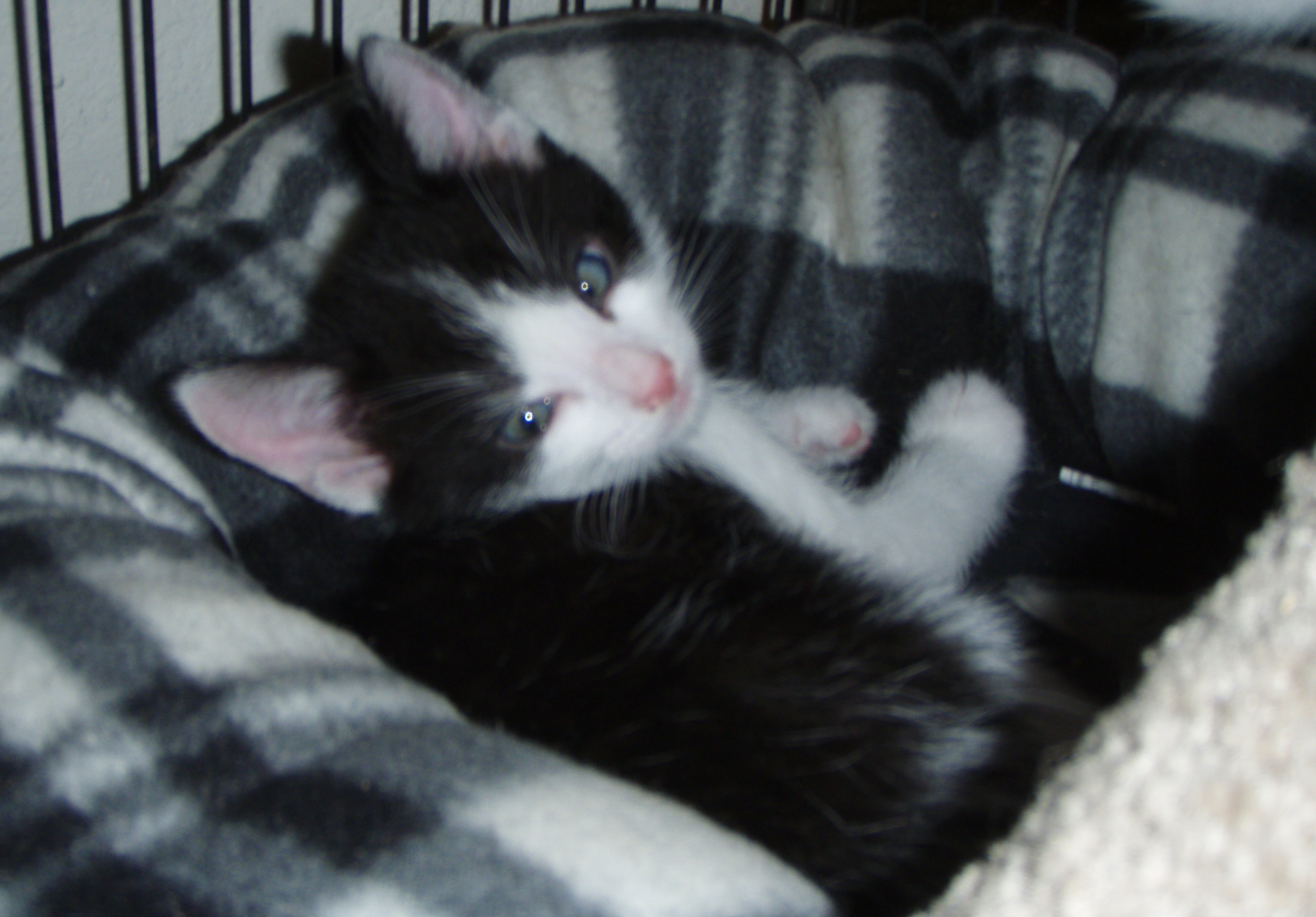 picture of Andy, a Domestic Medium Hair black/white
