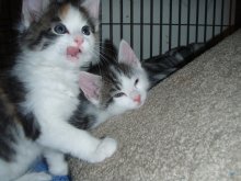 another picture of Anna, a Domestic Medium Hair calico