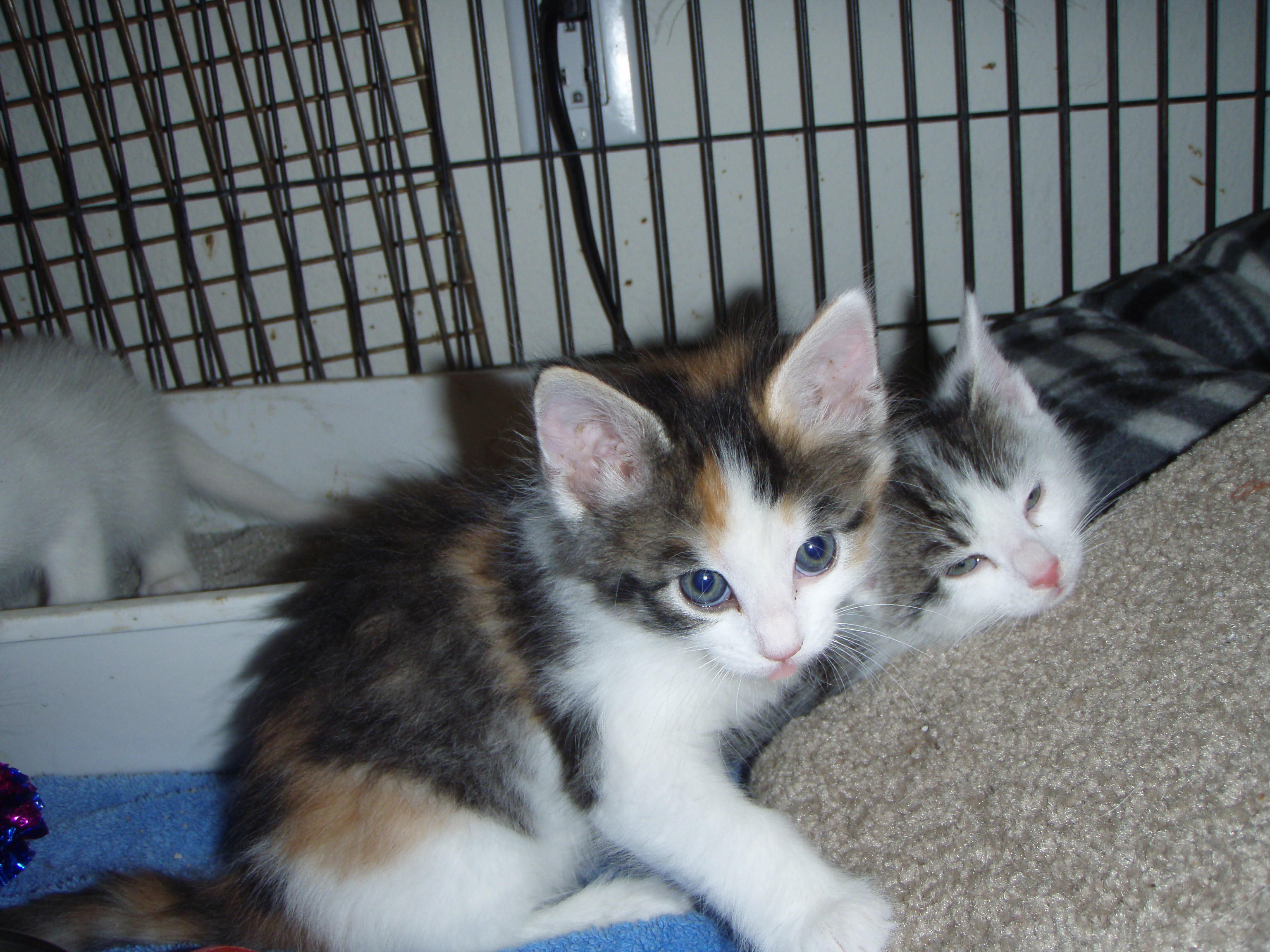 picture of Anna, a Domestic Medium Hair calico