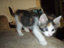 picture of Anna, a Domestic Medium Hair calico