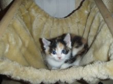 another picture of Amy, a Domestic Medium Hair calico