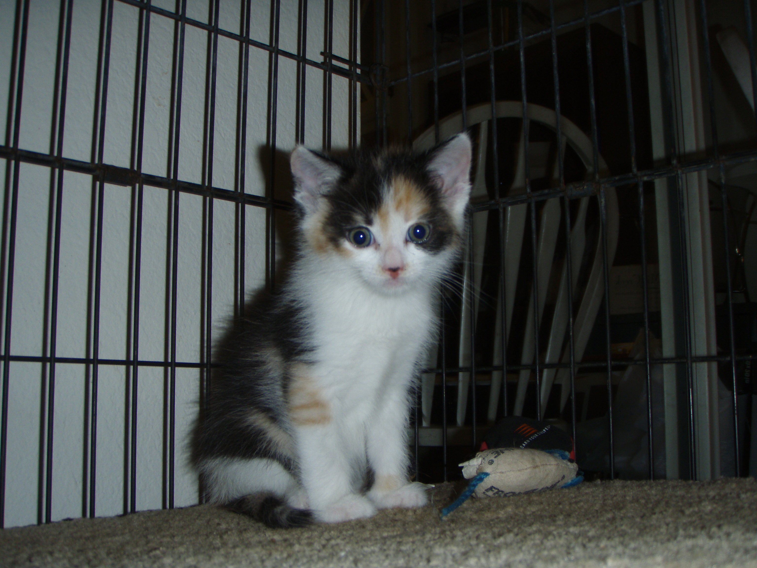 picture of Amy, a Domestic Medium Hair calico