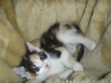 picture of Amy, a Domestic Medium Hair calico