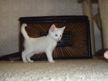 another picture of Alley, a Domestic Medium Hair white/black