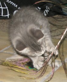 another picture of Jack, a Domestic Short Hair gray tabby