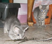 another picture of Janet, a Domestic Short Hair gray/white