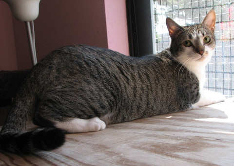 [another picture of Chrissie AKA Shrimpy, a Domestic Short Hair tabby/white\ cat] 