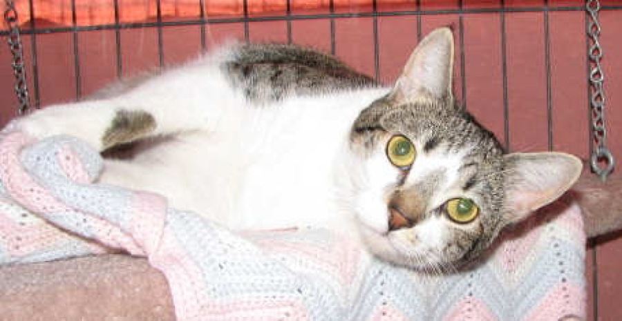[picture of Chrissie AKA Shrimpy, a Domestic Short Hair tabby/white cat]