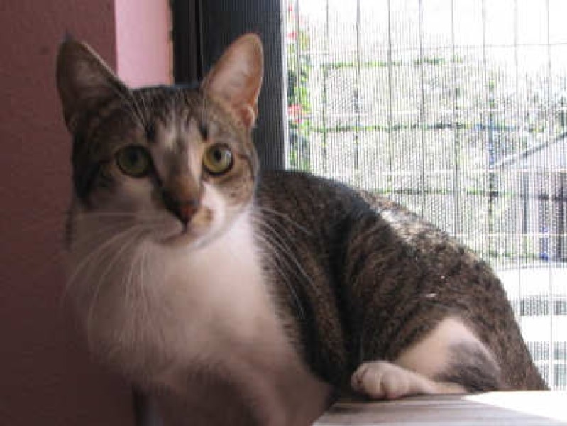 [picture of Chrissie AKA Shrimpy, a Domestic Short Hair tabby/white cat]