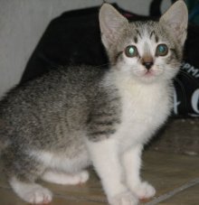 [picture of Chrissie AKA Shrimpy, a Domestic Short Hair tabby/white\ cat] 