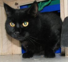 another picture of Cadbury, a Domestic Short Hair black