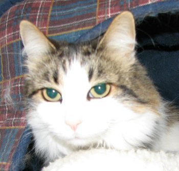 picture of Patches, a Domestic Medium Hair tabby/white