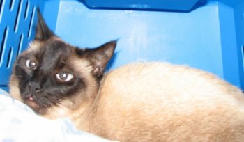 picture of Suzuki, a Siamese/Domestic Short Hair-x sealpoint