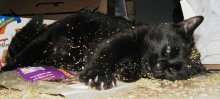 another picture of Coco, a Domestic Short Hair black