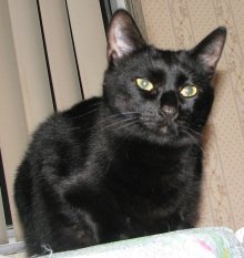 picture of Coco, a Domestic Short Hair black