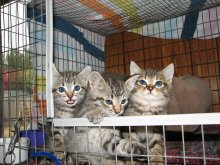another picture of Jay, a Domestic Short Hair gray tabby