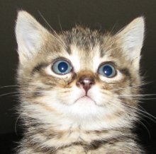picture of Jay, a Domestic Short Hair gray tabby