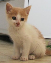 picture of Charlie, a Domestic Short Hair white/orange