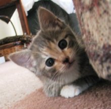 another picture of Daisy, a Domestic Short Hair dilute calico