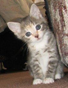 picture of Daisy, a Domestic Short Hair dilute calico