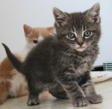 another picture of Jerry, a Domestic Medium Hair gray