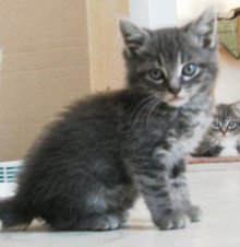 picture of Jerry, a Domestic Medium Hair gray