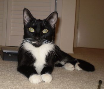 picture of Amelia FKA Sara, a Domestic Short Hair black/white