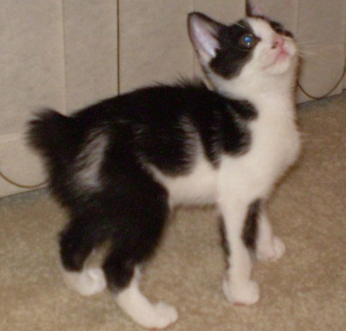 picture of Snippy, a Manx-x black/white