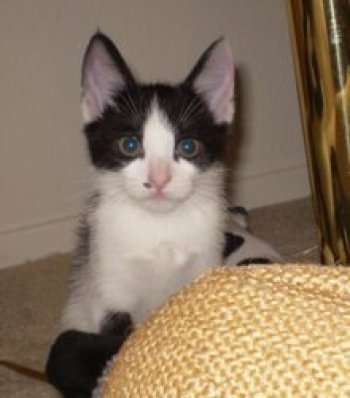 picture of Snippy, a Manx-x black/white