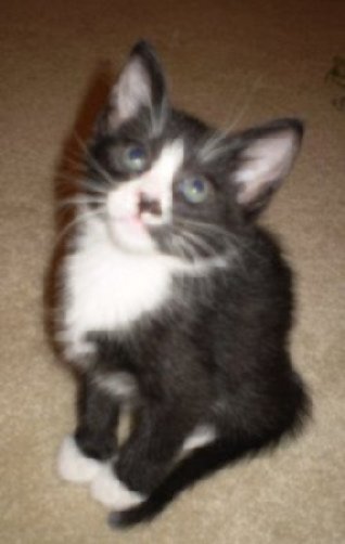 picture of Sammy, a Domestic Short Hair black/white tuxedo