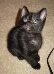 another picture of Stumpy, a Manx-x black