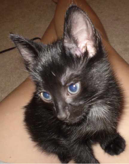 picture of Stumpy, a Manx-x black