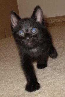 picture of Stumpy, a Manx-x black