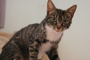 picture of Abigail, a Domestic Short Hair tabby/white