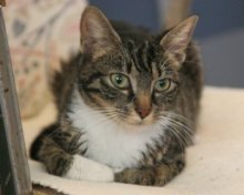picture of Abigail, a Domestic Short Hair tabby/white