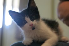 another picture of Amos, a Domestic Medium Hair black/white