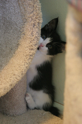 picture of Amos, a Domestic Medium Hair black/white