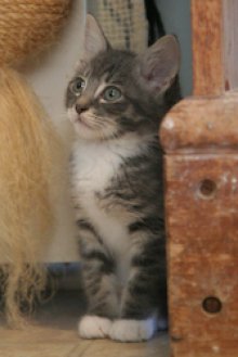 another picture of Adam, a Domestic Medium Hair gray/white