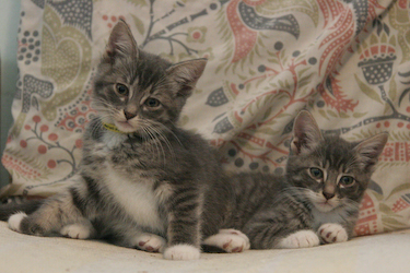 picture of Adam, a Domestic Medium Hair gray/white