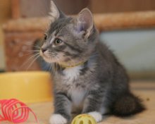 another picture of April, a Domestic Medium Hair gray/white